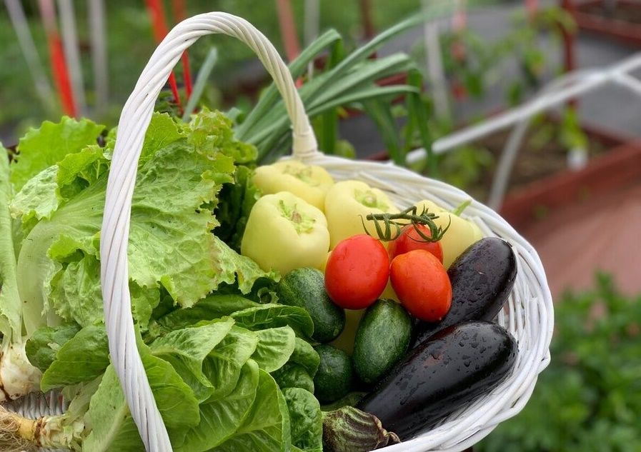 Влияние способа хранения на количество нитратов в овощах